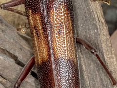 Phoracantha mastersii