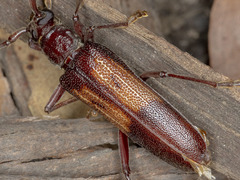 Phoracantha mastersii