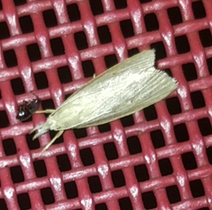 Schoenobiinae