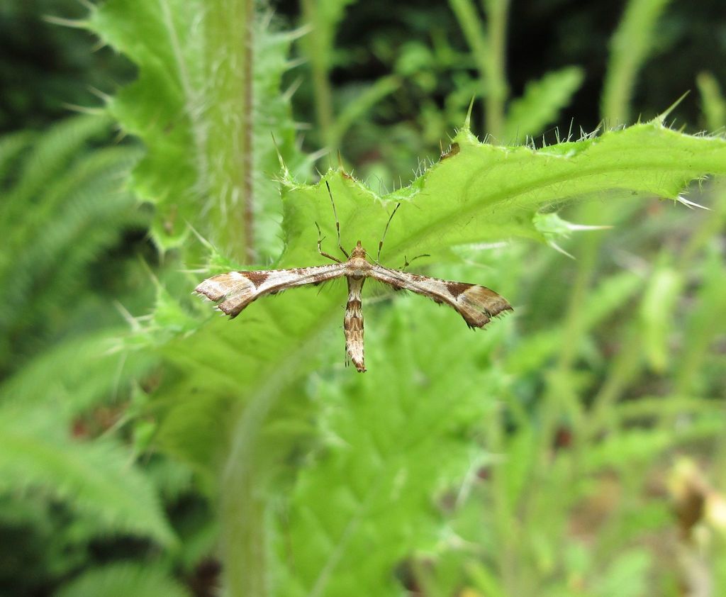 Artichoke Plume Moth