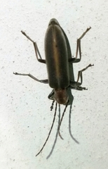 Oxycopis