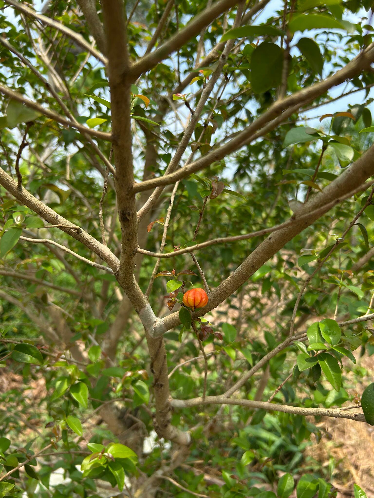 Eugenia uniflora