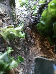 Pachygrapsus