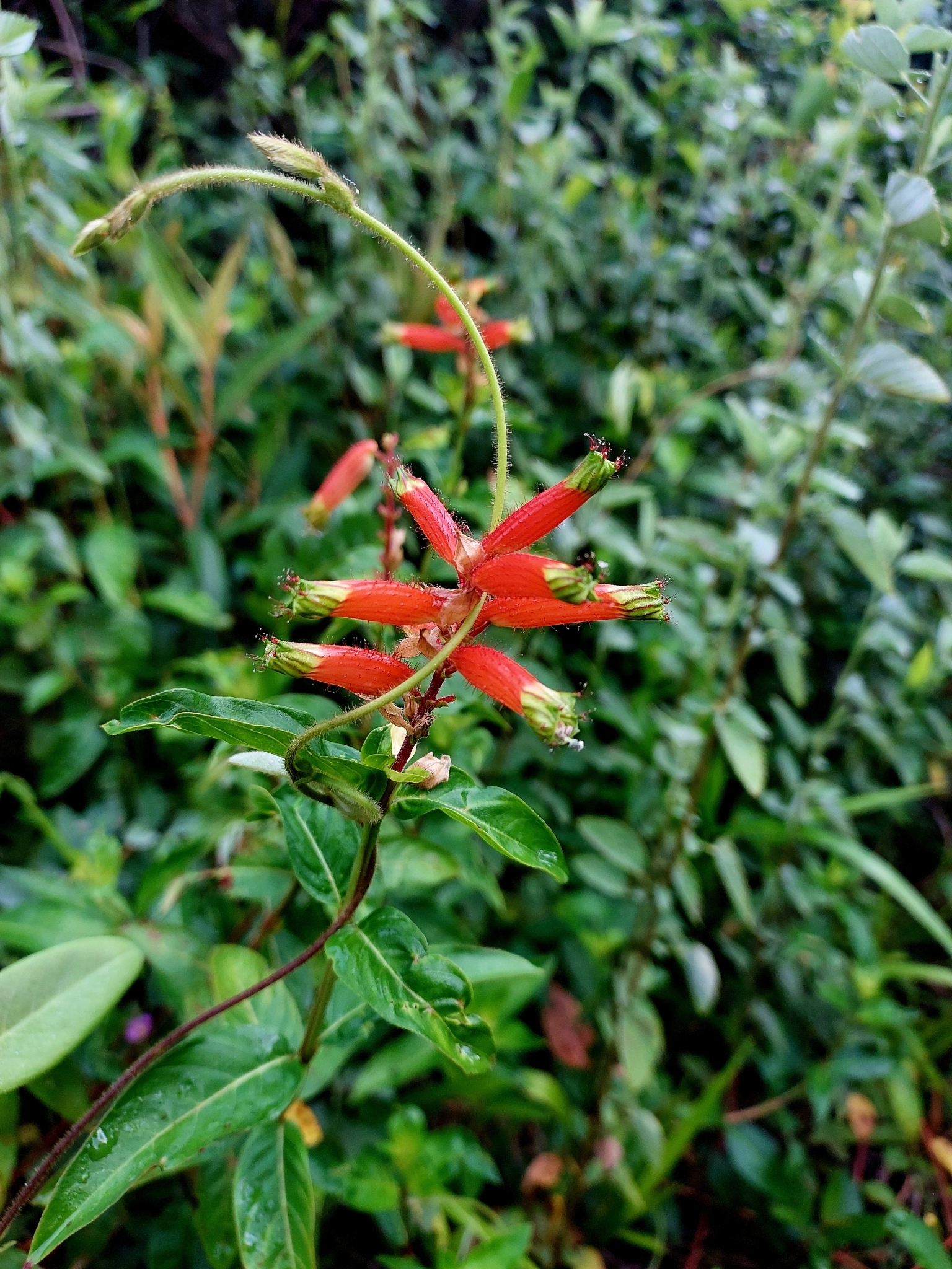 Imagem de Sete-sangrias