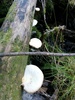 Crepidotus malachius - Photo (c) Jonathan Jensen-Lynch, some rights reserved (CC BY-NC), uploaded by Jonathan Jensen-Lynch
