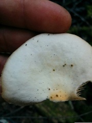 Crepidotus malachius