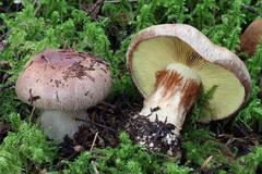 Copper Brittlegill (Cortinarius orichalceus)