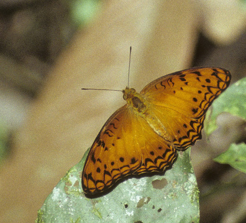 Forest Leopard
