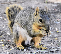 Sciurus niger limitis