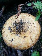 Lactarius repraesentaneus