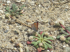 Lycaena cupreus