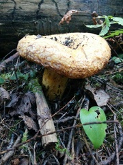 Lactarius repraesentaneus