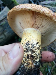Lactarius repraesentaneus
