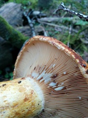 Lactarius repraesentaneus