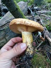 Lactarius repraesentaneus
