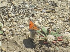 Lycaena cupreus