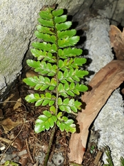 Polystichum polyblepharum