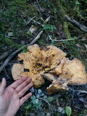 Lactarius repraesentaneus