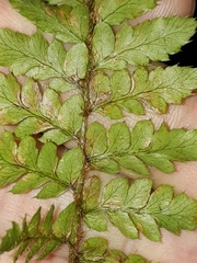 Polystichum polyblepharum