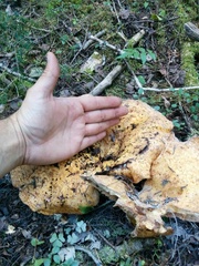 Lactarius repraesentaneus