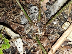Polystichum polyblepharum