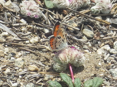 Lycaena cupreus