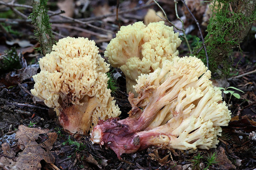 Ramaria sanguinea — (c) Daniel Ghyselinck, some rights reserved (CC BY)