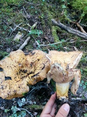 Lactarius repraesentaneus