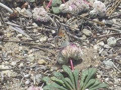 Lycaena cupreus