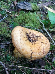 Lactarius repraesentaneus