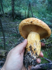 Lactarius repraesentaneus