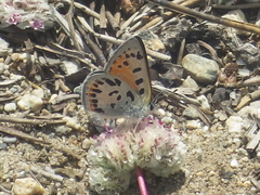Lycaena cupreus
