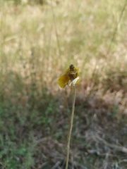 Ranunculus illyricus