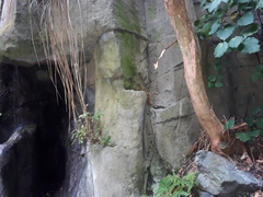 Polystichum polyblepharum