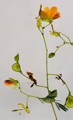 Aeschynomene rehmannii