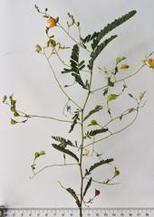 Aeschynomene rehmannii