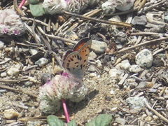 Lycaena cupreus