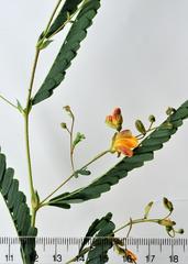 Aeschynomene rehmannii