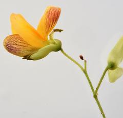 Aeschynomene rehmannii