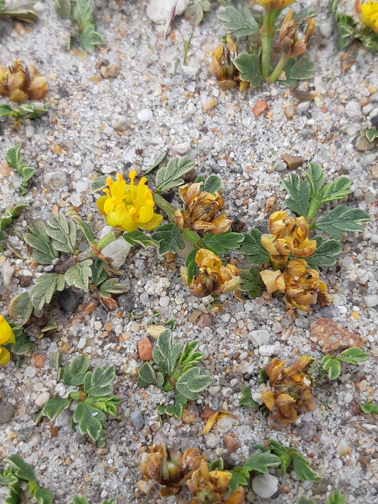 Larrea ameghinoi Speg. 3