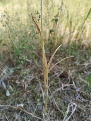 Ranunculus illyricus