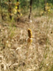 Ranunculus illyricus