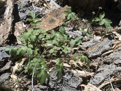 Hydrophyllum occidentale