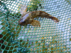 Cottus gobio