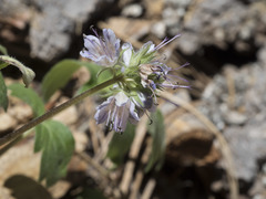 Hydrophyllum occidentale