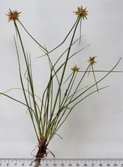 Cyperus rupestris