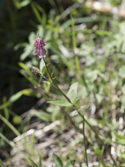Trifolium productum