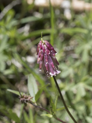 Trifolium productum