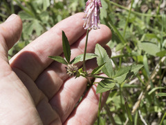 Trifolium productum