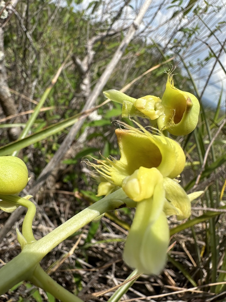 Catasetum gardneri